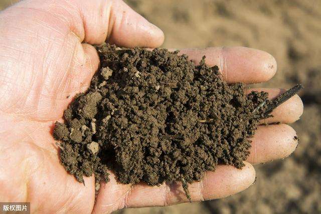 上盆前先消毒土壤 病虫害能减少一大半 这2种消毒方法最常用 知乎