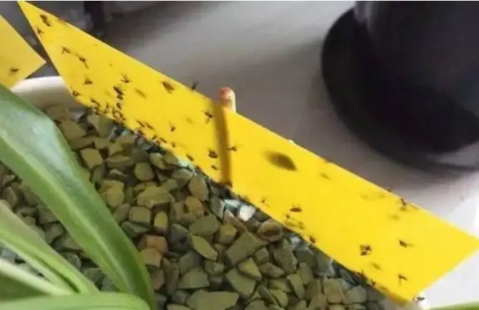 小黑飞怎么杀也不死 那是你没用对方法 知乎