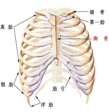 肋骨外翻 知乎