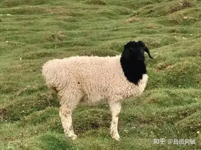 都知道养羊好 羊的品种你知多少 知乎