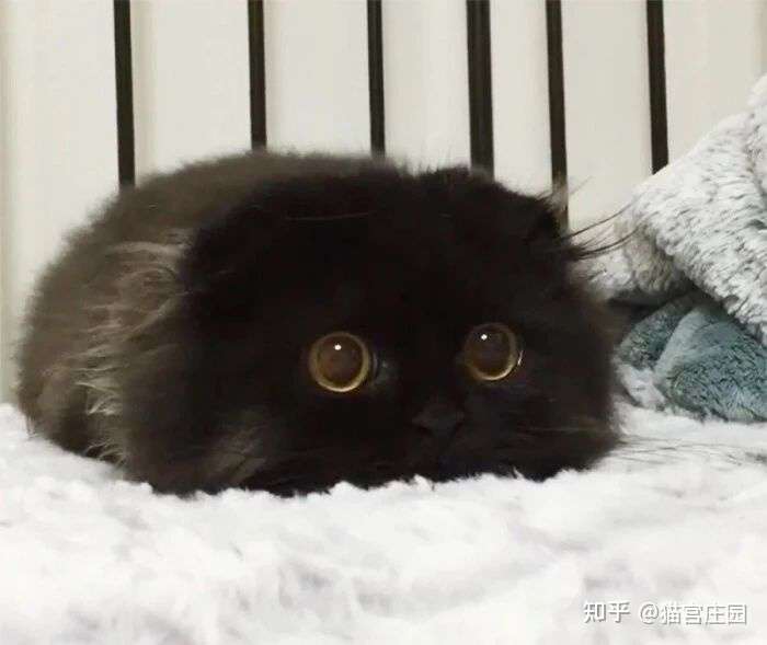 猫宫庄园新晋猫妈妈容易出现的问题 知乎