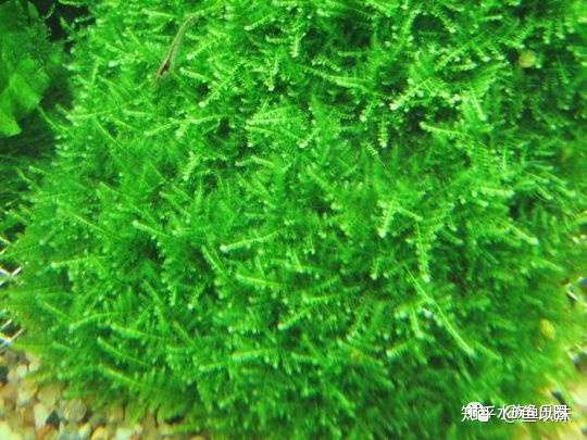 45种moss水草 图鉴名称信息分享 知乎