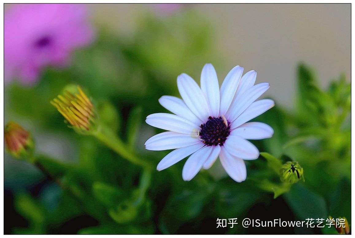 秋日赏菊 30种菊科植物介绍 知乎 秋日赏菊 30种菊科植物介绍 知乎