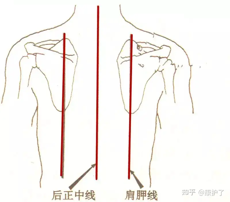 康复职考 基础知识 体表标志 知乎