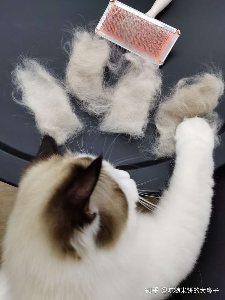 布偶猫掉毛情况怎么样啊?