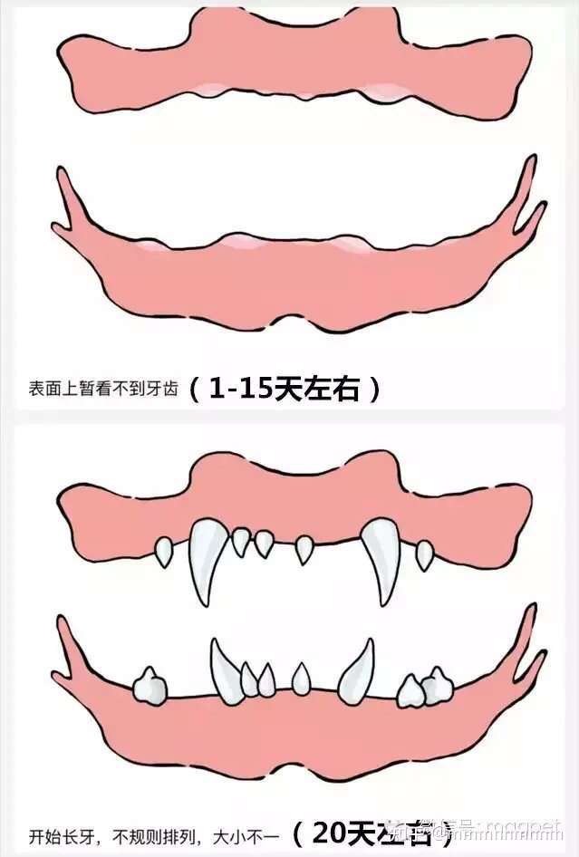 看狗狗的牙齒