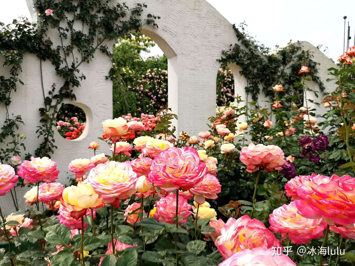 漫花玫瑰花海摄影采风 知乎