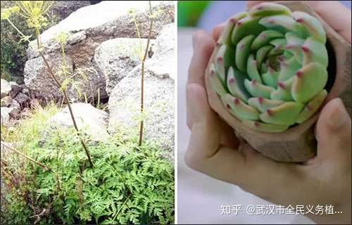 香蜜沉沉烬如霜之花界人物篇仙人你是哪朵花 知乎