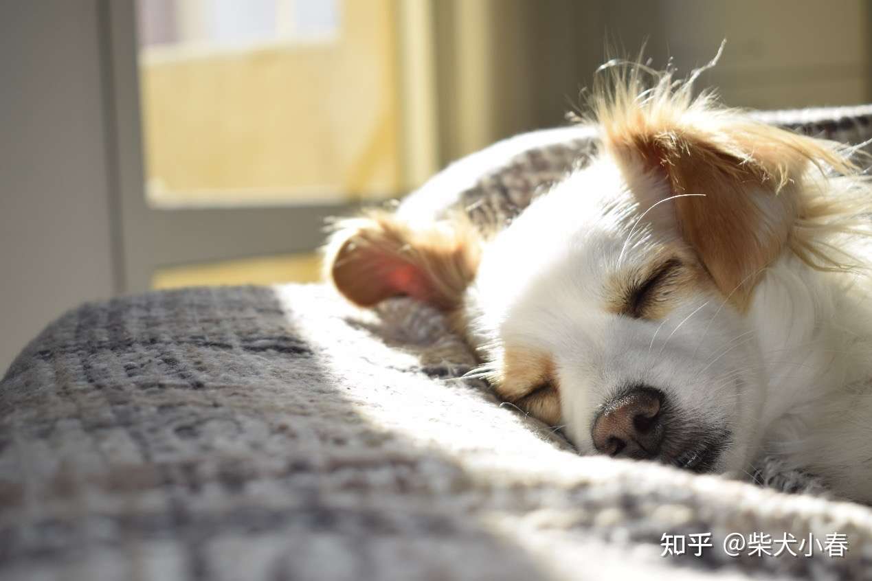 好奇 狗狗鼻子这么灵 能闻到自己臭吗 知乎