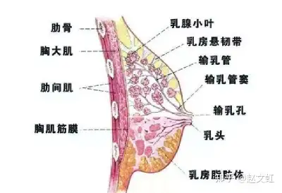 哺乳期乳腺管分布图图片