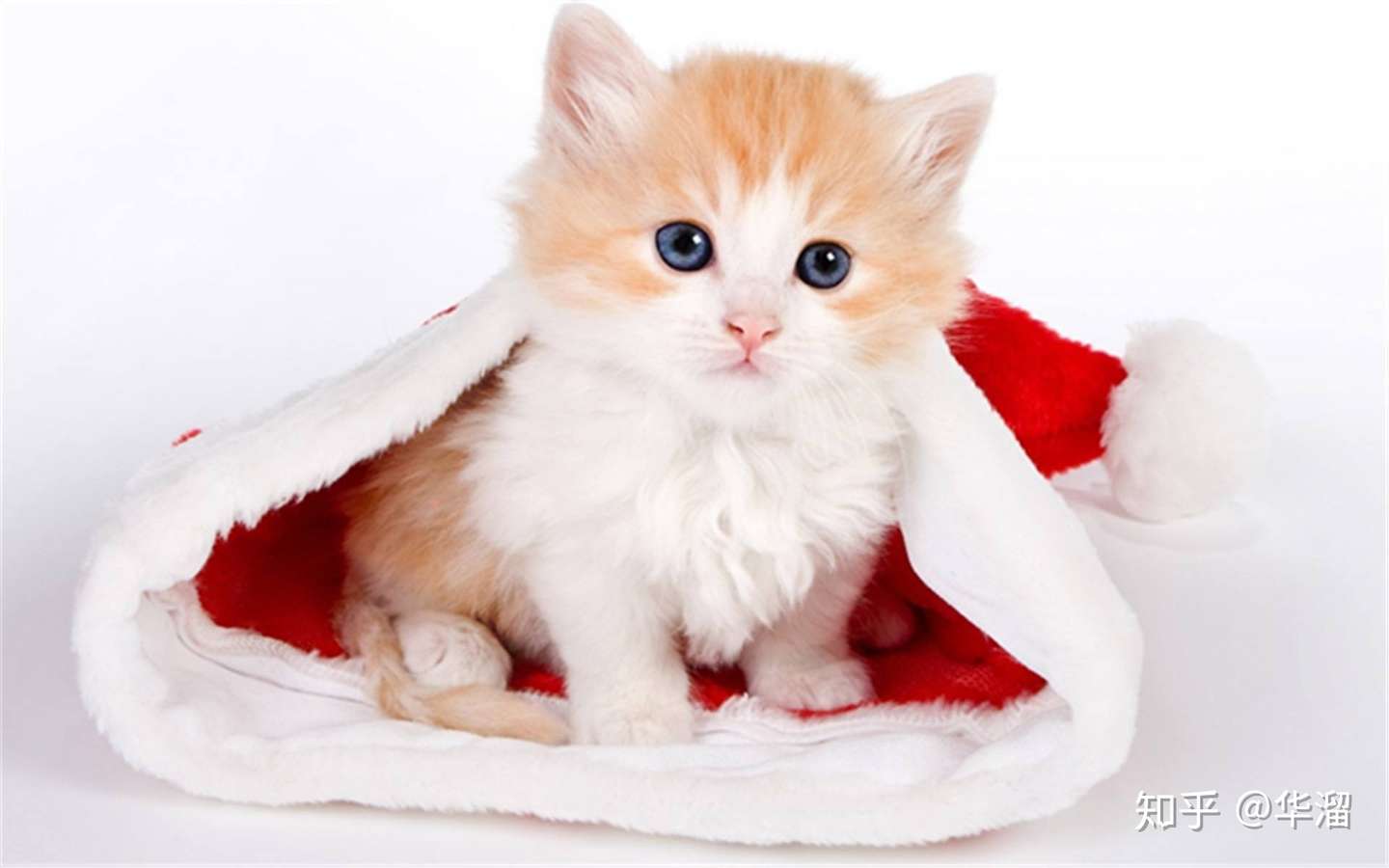 猫咪打喷嚏就是感冒吗？颠覆你们的认知、 - 知乎