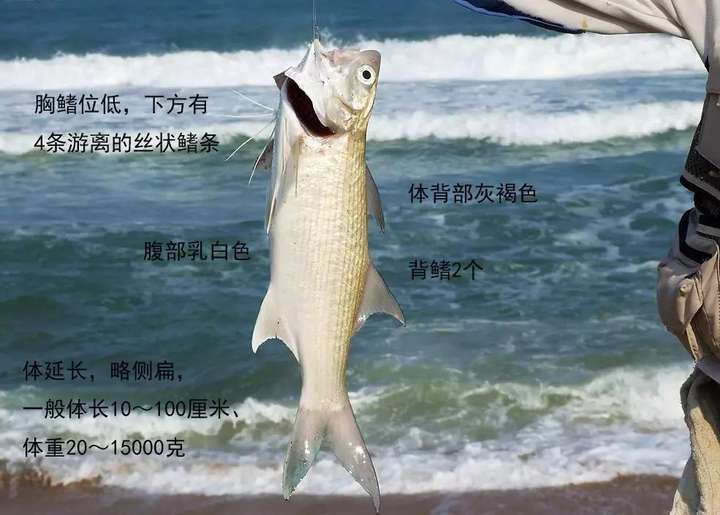 你最喜欢吃的海鱼是什么?