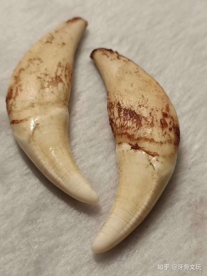 如何鉴定狼牙真假