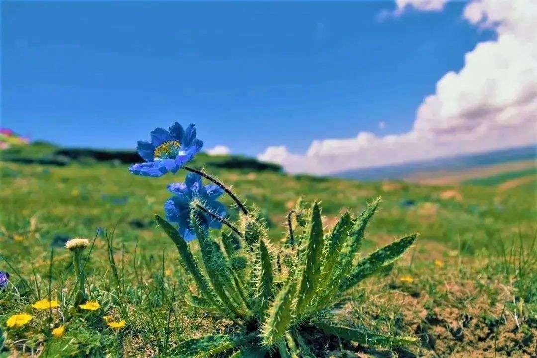 植库 绿绒蒿 离天空最近的花 知乎