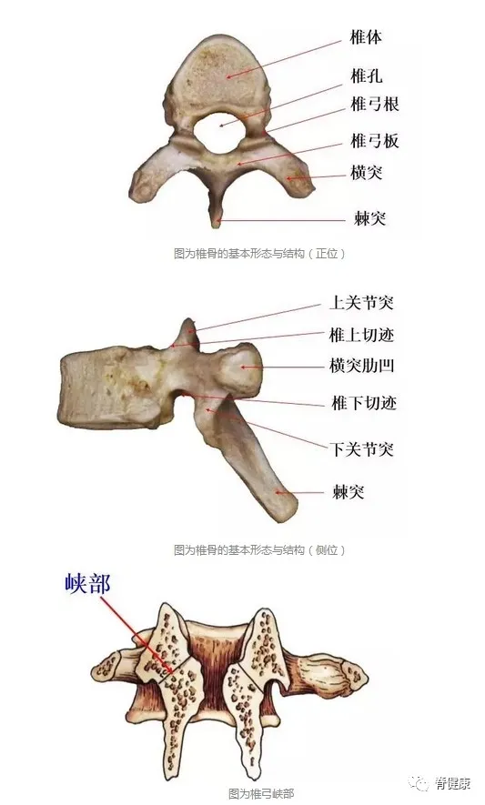 你不知道的腰痛 腰椎小关节不稳症 知乎