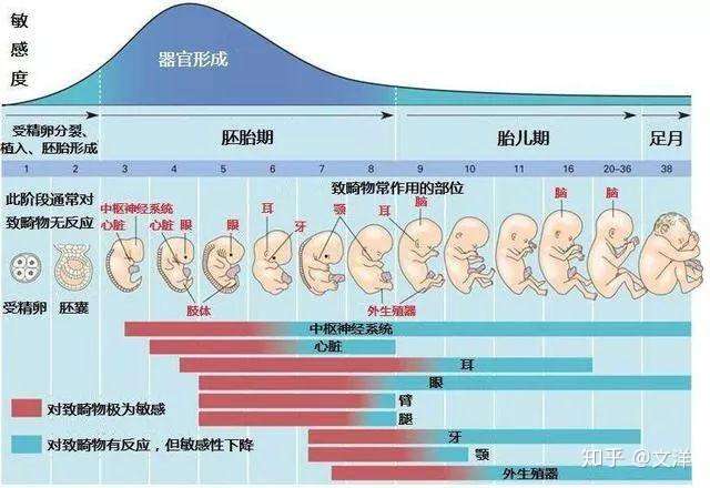 一张详情图看懂胎儿从受精卵到足月出生变化 知乎