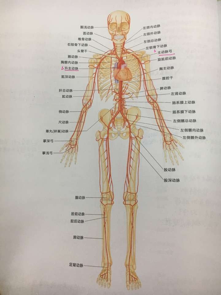 全身血管解剖图高清图片