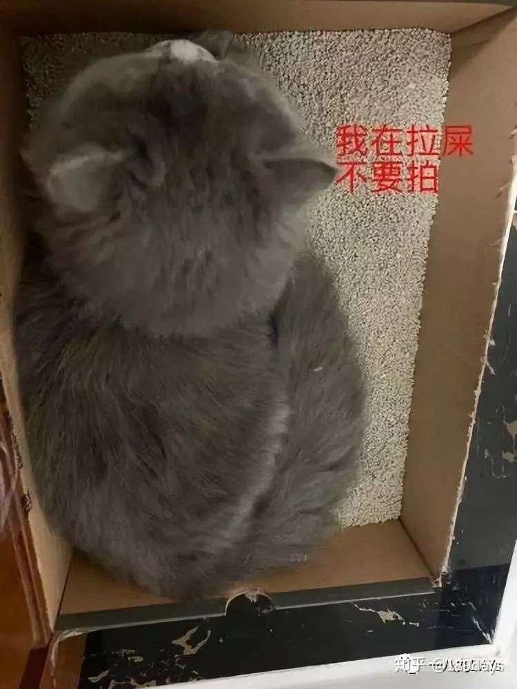 3l猫砂到底是多少斤 知乎