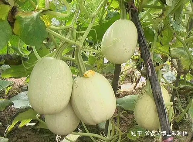 有一种金黄色瓜 营养丰富又好吃 可很多人没见过 知乎 有一种金黄色瓜 营养丰富又好吃 可很多人没见过 知乎