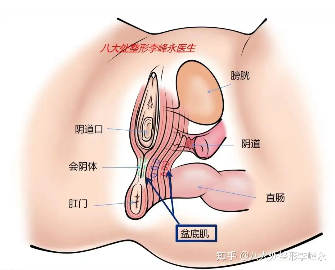 阴道 Vulval and vaginal health - Chinese (Simplified) -… | Jean ...