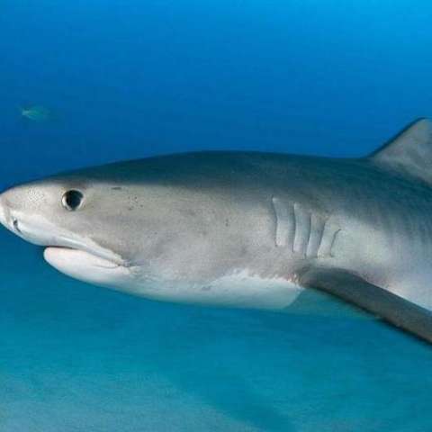虎鲨