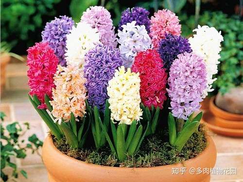 夏季砍一刀 秋天风信子一株变多株 知乎 夏季砍一刀 秋天风信子一株变多株 知乎
