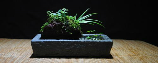 上水石上栽什么植物好(吸水石上种什么植物)插图 上水石上栽什么植物好(吸水石上种什么植物)插图