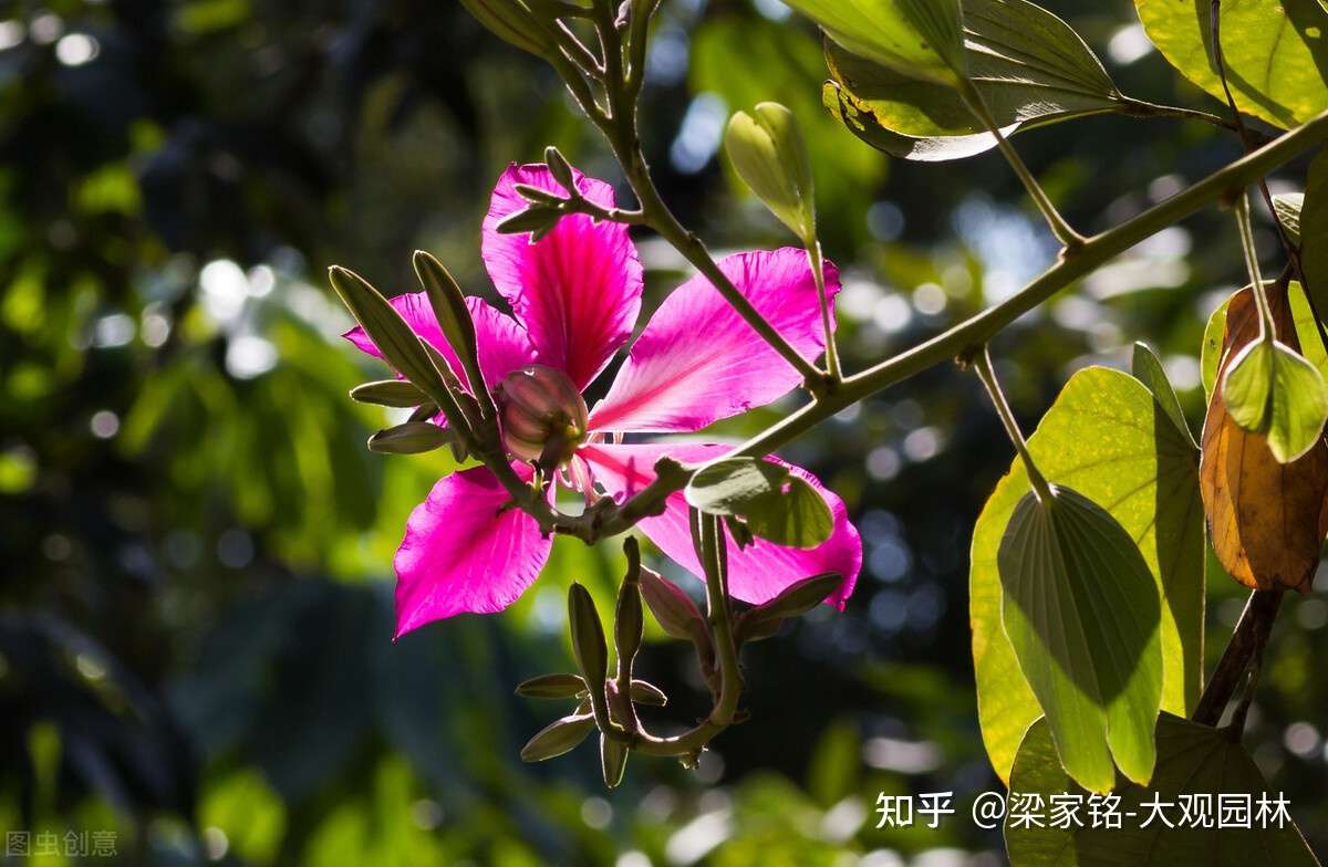 适合庭院种植的红花羊蹄甲 有什么历史故事 知乎