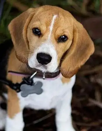 每日一犬哈利犬