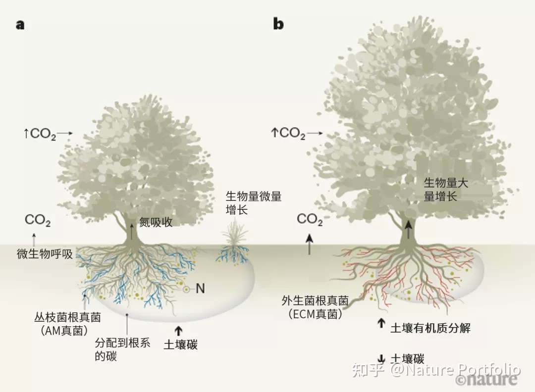 二氧化碳多了 先长叶还是先生根 植物有自己的考量 知乎