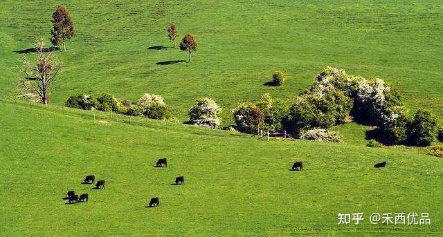 养牛最适合种什么牧草 知乎 养牛最适合种什么牧草 知乎
