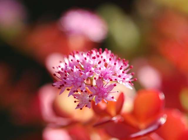 家中养一 皮实花 一年四季都开花 开得比绣球花还旺 知乎