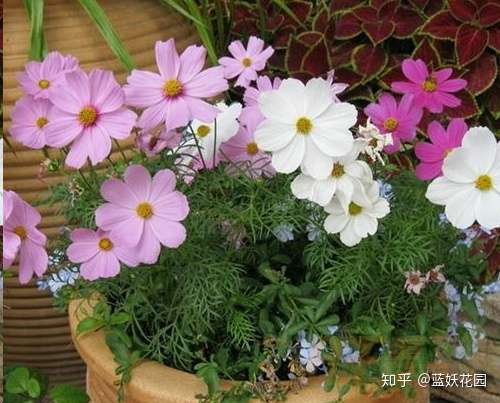 蓝妖 养花不会换盆缓苗 难怪你买的花都死了 知乎