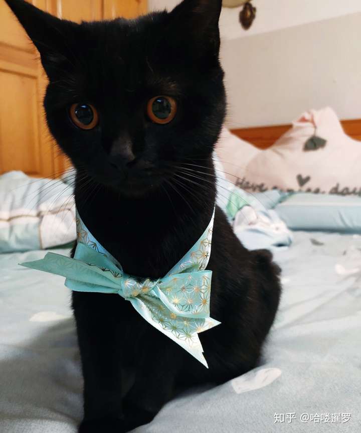 唉,好纠结该不该让我家银渐层和橘猫生小猫.