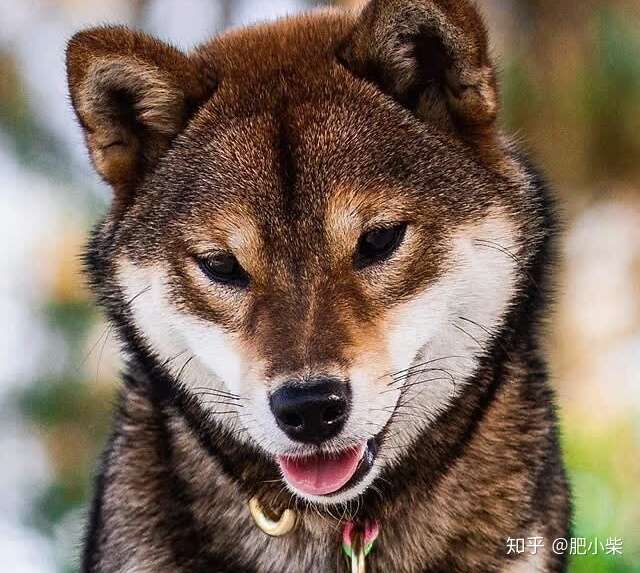 为什么胡麻柴不常见 胡麻柴是正宗柴犬吗 知乎