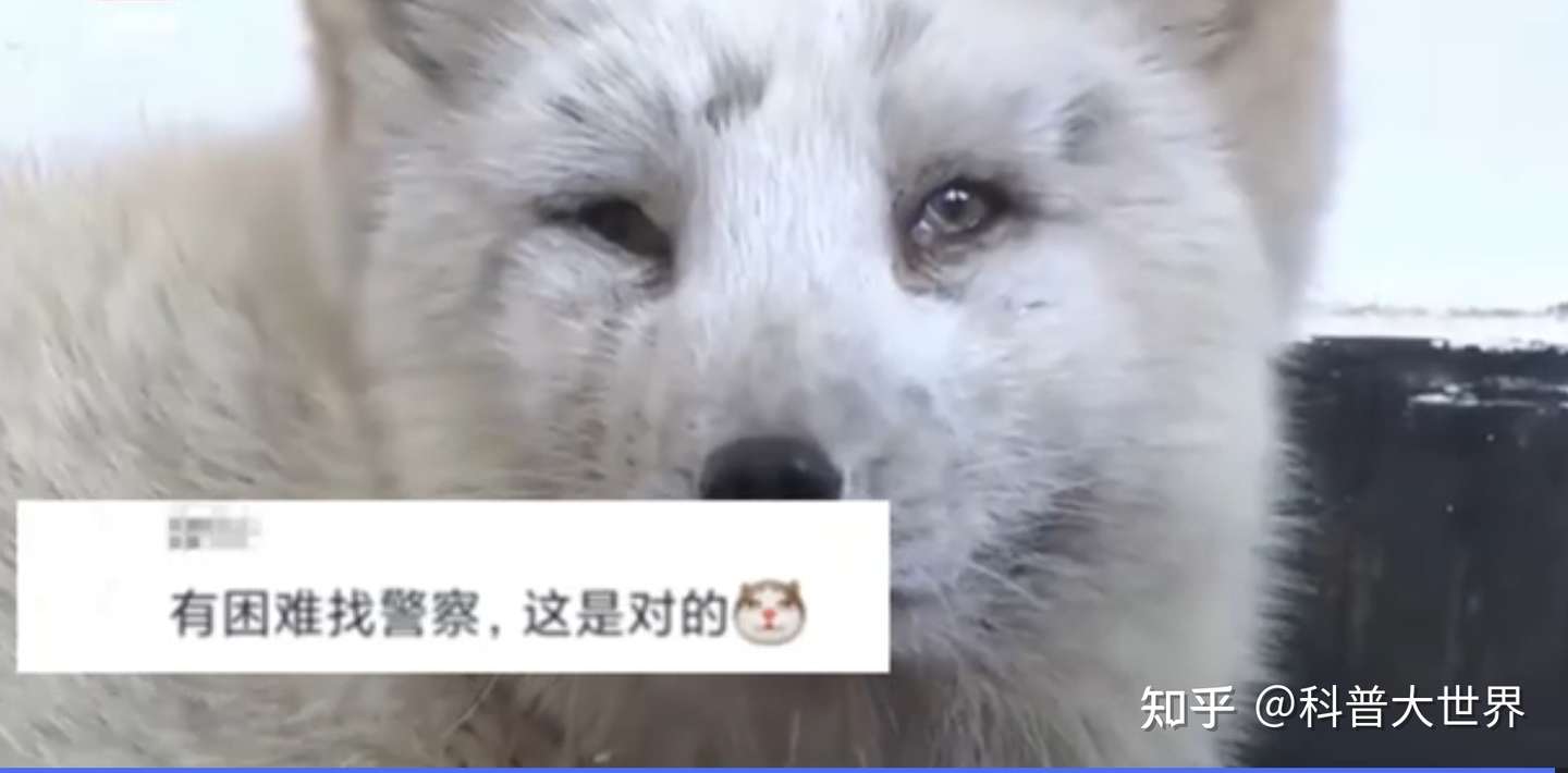 不愧是 狐狸精 知道 有困难找警察 东北银狐进派出所求助 知乎