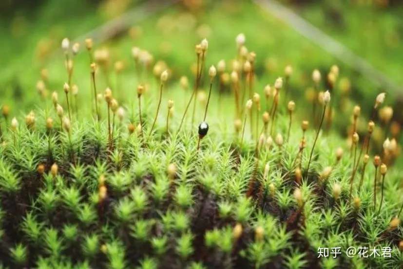 苔藓面面观 泥炭藓的鉴赏以及在园艺宠物市场的应用 知乎