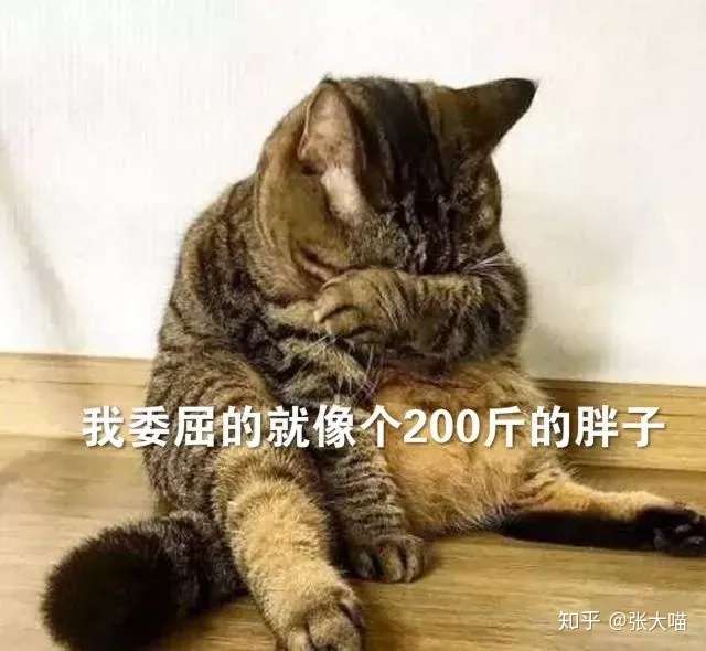 最容易长胖猫咪排行榜 榜首不是橘猫竟然是他 知乎