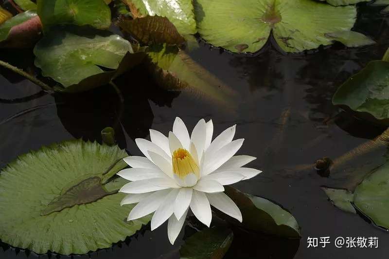 所相非相 节气物种日历 大暑 莲 知乎
