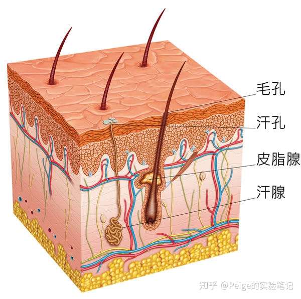 多出汗皮肤会变好吗? - 知乎
