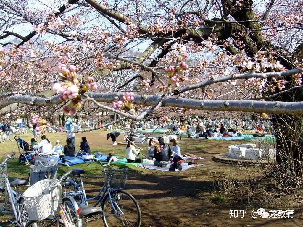 関東の人気お花見スポットランキング 最美不过秒速五厘米 知乎