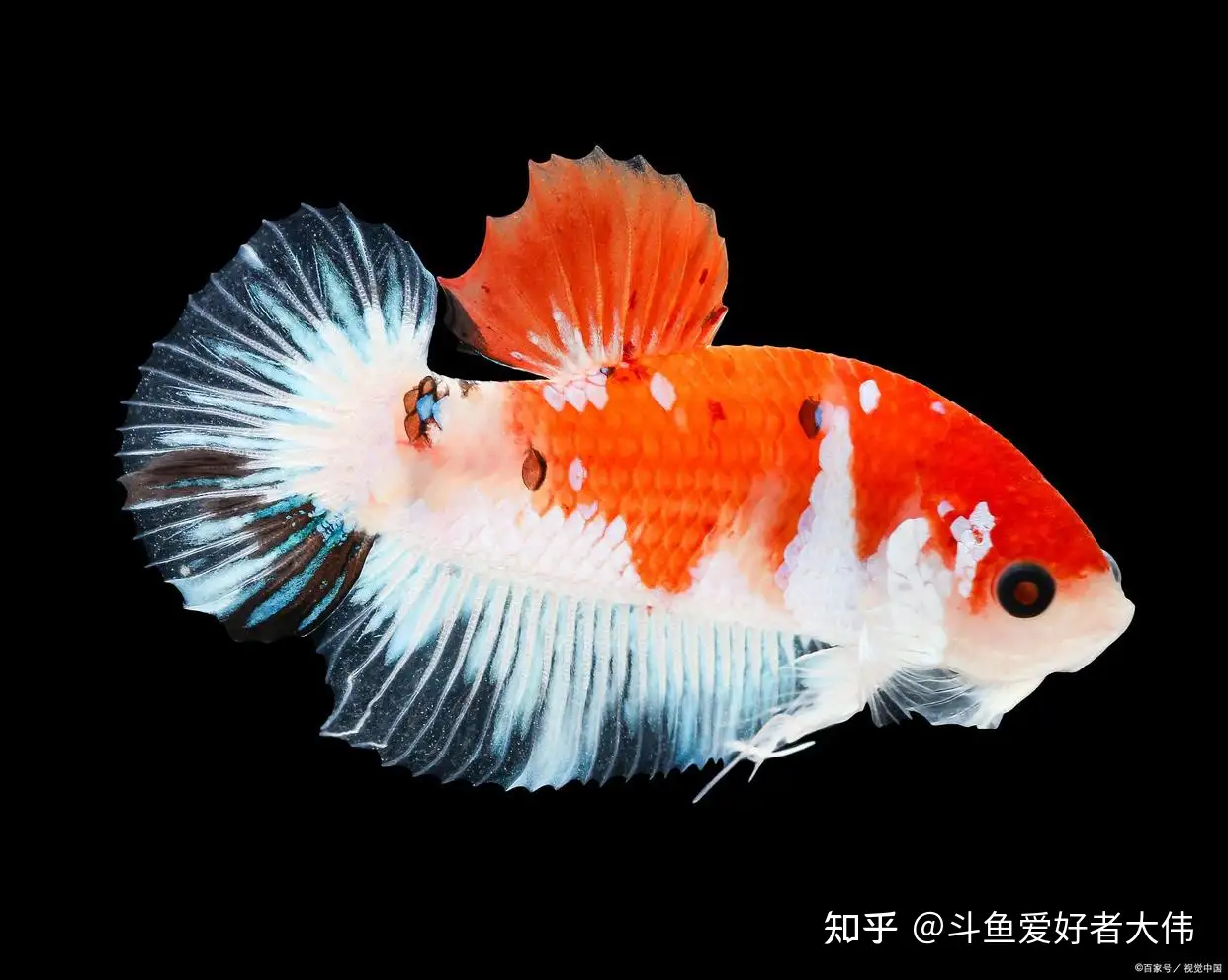 饲养斗鱼需要灯具吗 知乎