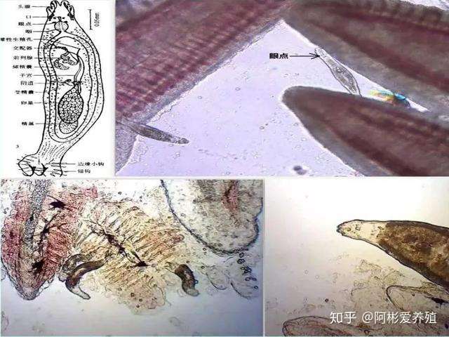 鳜鱼寄生虫杀了又来反反复复 难道寄生虫只能靠杀吗 知乎