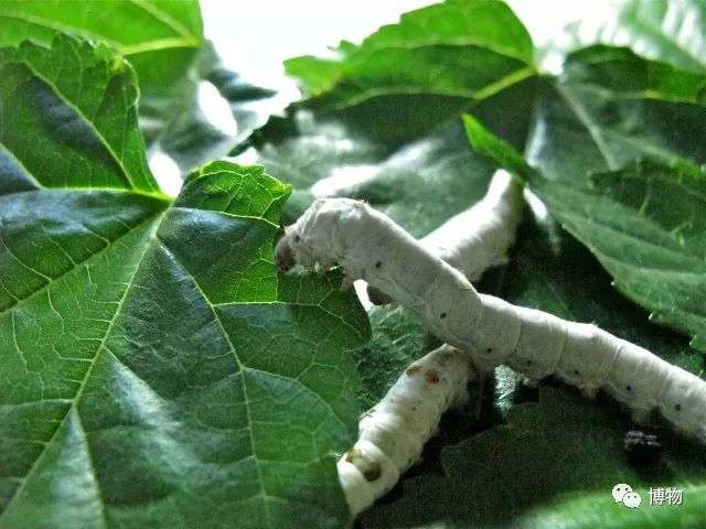 为了养蚕园区里的桑树差点被薅秃 知乎
