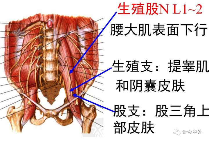 腰骶关节的上下缘,腰骶关节劳损插图8 腰骶关节的上下缘,腰骶关节劳损插图8