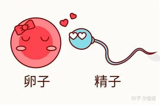 上海助孕电话（教你少精症的两个治疗方法）