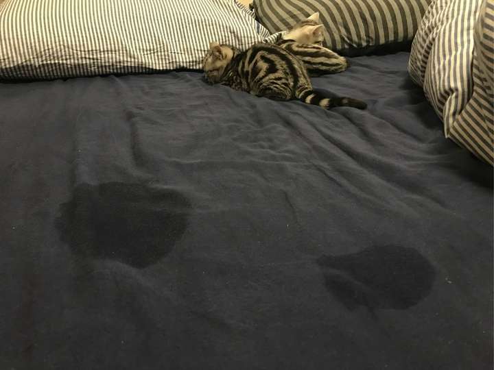 为什么猫总是尿床上?