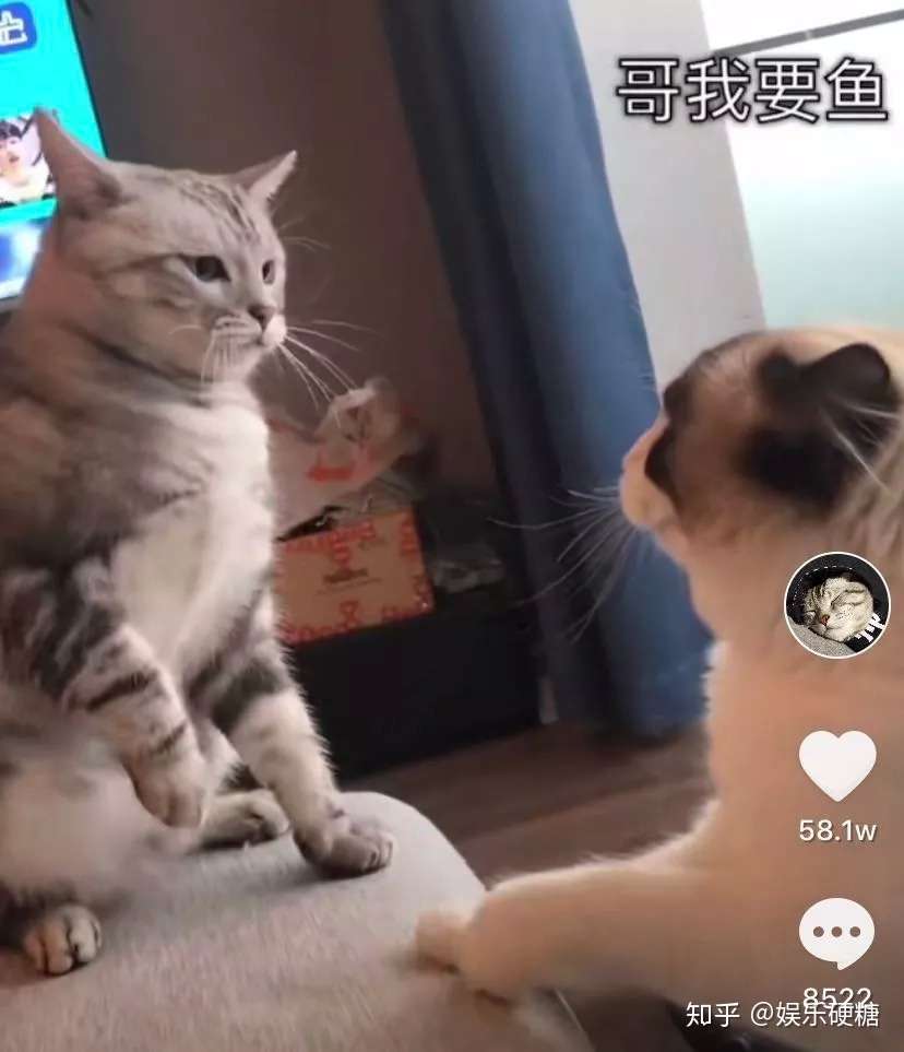 在抖音 如何捧红一只猫 知乎