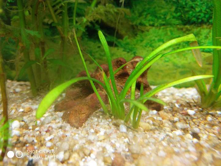 鱼缸里种什么种类的水草最容易打理 请推荐几种好养好看的 知乎