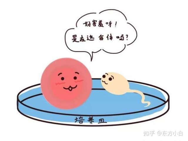 国内做第三代试管费用（成都三代试管多少钱？公立医院和服务机构有什么区别，分享我的一次成功的费用和经历！）